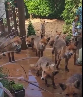 animales, salvajes, zorros, alimentos, comida